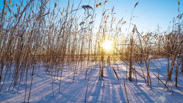 Reeds sways in the wind against the backdrop of snow with sunset. Beautiful snowfall. Natural background, Reeds in the wind. Winter landscape, hyperlapse, 4k, camera movement to the right