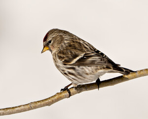 Red Poll Photo and Image. Perched with a blur white background in the forest in its environment and habitat surrounding. Finch Portrait.