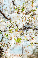 Background of almond blossoms tree. Cherry tree with tender flowers. Amazing beginning of spring. Selective focus. Flowers concept.