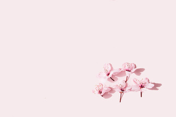 Fototapeta na wymiar Cherry and almond flowers pattern on pink background. Copy space.
