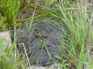 frog in the pond