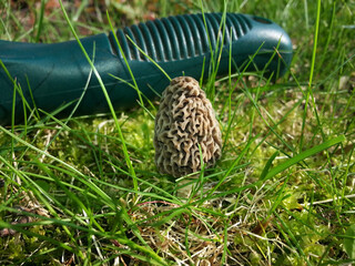 mushroom in the grass