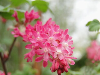  Pink flowers currant - close-up