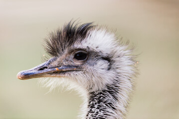Ostrich head close up, autumn weather park outdoors