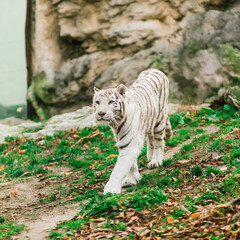 Fototapeta na wymiar White big tiger, bleached tiger in autumn park laying and walk, close up