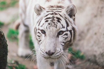 White big tiger, bleached tiger in autumn park laying and walk, close up