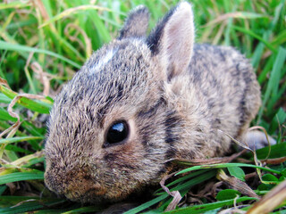 Baby bunny