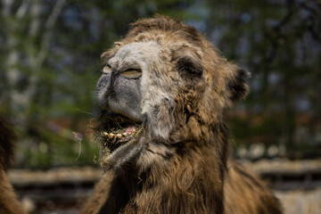 A feeding Camel / Ein fressendes Kamel