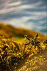 Mountain scenery in New Zealand