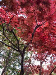 The season of autumn leaves