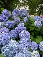 flowers in the garden