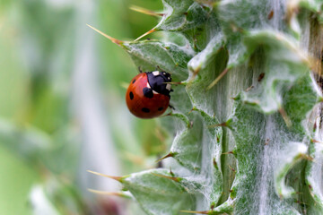 ladybug on a cactus