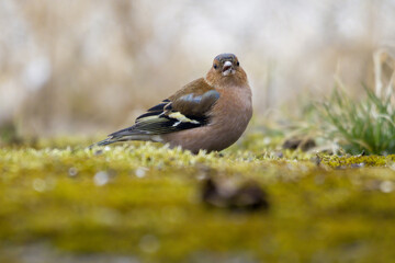 Chaffinch bird on the lawn.