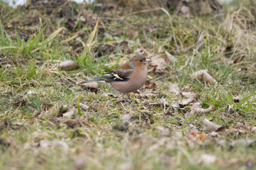 Chaffinch bird on the lawn.