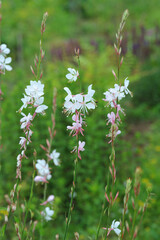 Natural background with green plants 