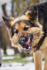 German shepherd feeds outside in the garden.