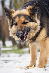 German shepherd feeds outside in the garden.