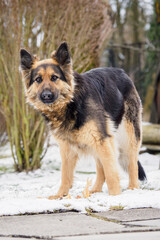 German shepherd watching outside in the garden.