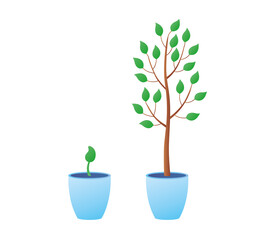 Young small plant sprout and big tree seedling with green leaves growing in a pot isolated flat vector illustration. Gardening, growth stages set.