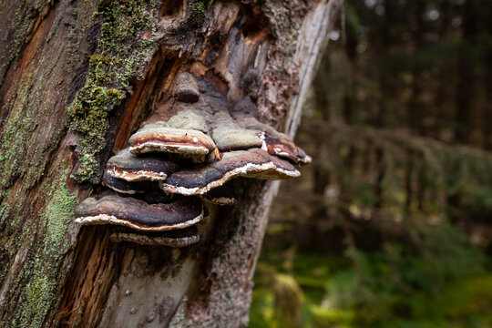 Baumpilze an altem Baumstamm