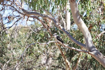 Fototapeta premium Laughing Kookaburra (Dacelo novaeguineae) on Pink Gun tree branch, South Australia