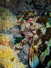 Macro details underwater rock scorpion fish