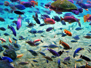 Fototapeta na wymiar A School of Diverse Colourful Tropical Fish