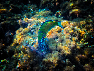 Beautiful Mediterranean Rainbow Peacock Wrasse feeding