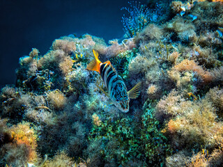 Obraz na płótnie Canvas A Painted Comber Mediterranean Fish Underwater