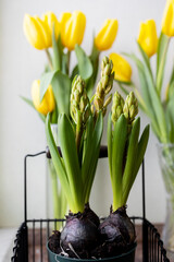 hyocinth bulbs in a pot on a background of yellow tulips