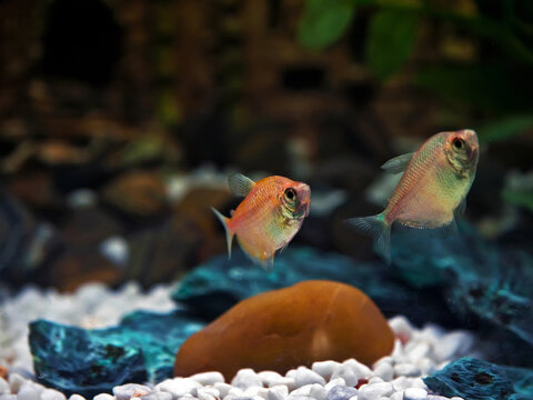 Glassfish Images – Browse 1,484 Stock Photos, Vectors, and Video ...