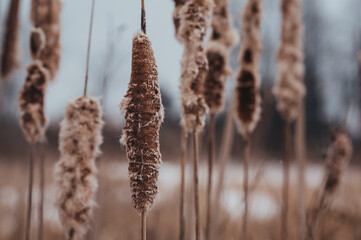Close up of fluffy bursting bullrushes on a cold winter day.