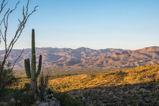 A long slender Saguaro Cactus in Saguaro National Park, Arizona © Cavan