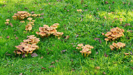 Orange mushrooms growing on a green lawn.