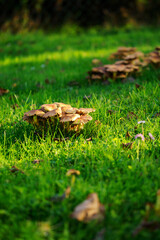Obraz premium Orange mushrooms growing on a green lawn.