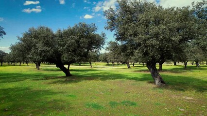 Flying in Quercus ilex, holm oak forest in Extremadura, Spain. High quality 4k footage