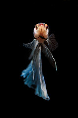 Warrior fish blue with dark background.