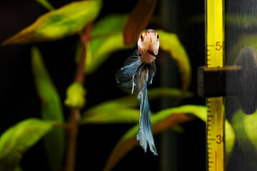 A blue warrior fish near the surface with food.