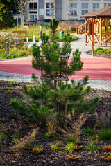 Obraz premium Supporting timber structure for planted pine tree.