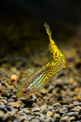 Male peacock eye fish at the bottom.