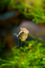 Neon black fish in frontal view.