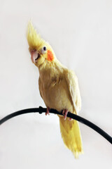 yellow cockatiel