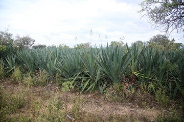 araci, bahia, brazil - march 9, 2022: sisal plant - agavaceae - where fibers are extracted for the...
