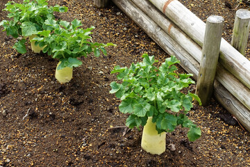 大根の畑、肥沃な土
