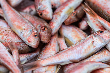 Fresh fish, sea food, oysters, shrimps, prawn on shelf in Sicily, Italy fish market
