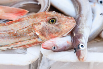 Fresh fish, sea food, oysters, shrimps, prawn on shelf in Sicily, Italy fish market