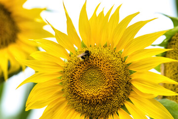 Naklejka premium Beautiful yellow flower of sunflower with pollinated bumblebee. Late summer nature background