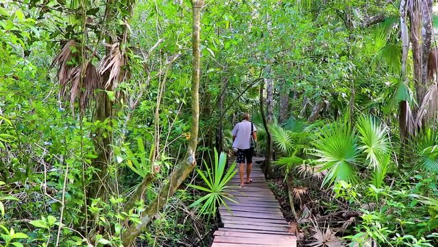 Tourist guide tropical jungle wooden walking trail Sian Kaan Mexico.
