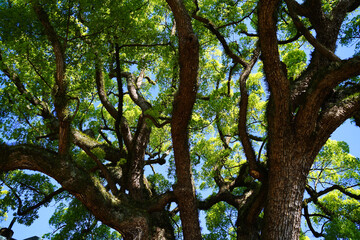 力強く生きる大きな木