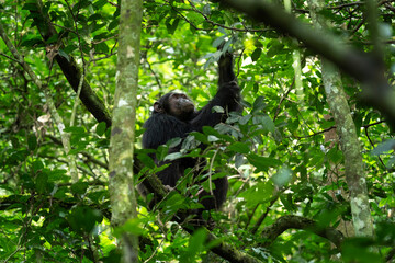 Chimpanzee in the forest. Chimp in the protected Kibale forest. Safari in Uganda. African wildlife. 